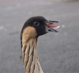 goose